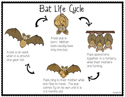 Batty for Bats Freebie File | Life cycles, Bat, Halloween preschool