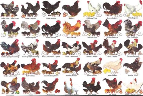 standard-breeds-chart2 | Laying chickens, Fancy chickens, Chicken breeds