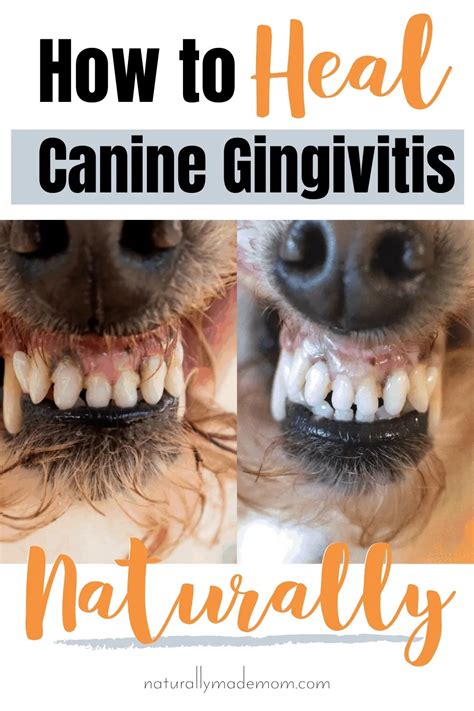 How to Treat Canine Gingivitis with Home Remedies - Naturally Made Mom