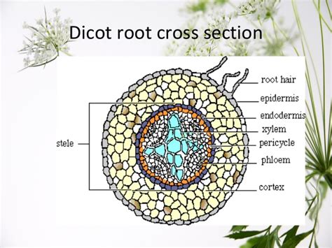 Index of /b/lessons/plants_structures_functions