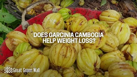 Does Garcinia Cambogia Help Weight Loss? | Research & Evidence - Great ...