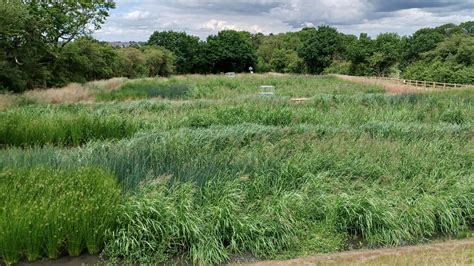 Constructed wetlands – an ecological wonder which cuts wastewater ...