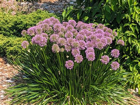 Allium 'Millennium' – Secret Garden Growers