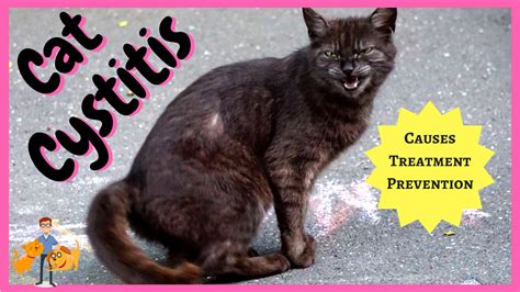 Cat Cystitis: All The Facts You Need to Know — Our Pet's Health