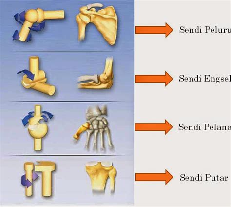 Detail Contoh Sendi Pelana Adalah Koleksi Nomer 3