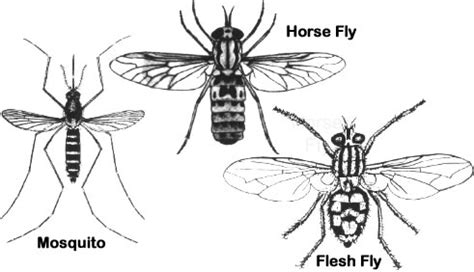 Order Diptera – ENT 425 – General Entomology