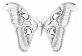 Copyright Free Atlas Moth Drawing From ReusableArtcom sketch template