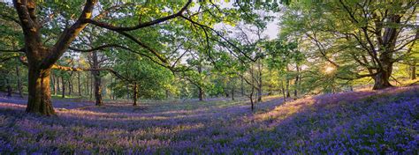 Bluebell Woods Wallpapers - Wallpaper Cave