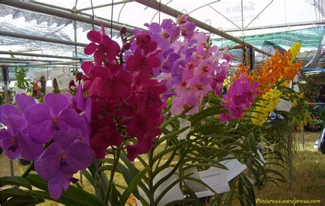 Vanda Orchid Colors | Orchid Flowers