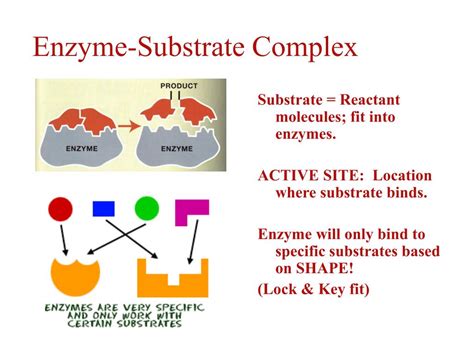 PPT - Enzymes: Biological Catalysts PowerPoint Presentation, free download - ID:5736986