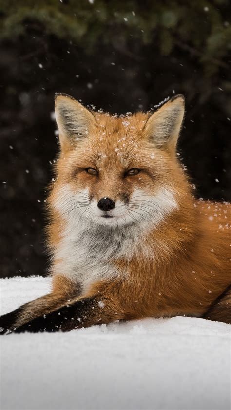 Wildlife Snow Fox wallpapers