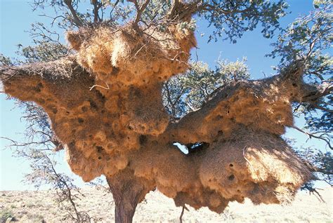 Sociable Weaver Nest, Namibia Photograph by David Hosking - Fine Art ...