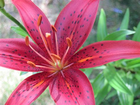 Red Tiger Lily Close-up 6 Photograph by Doug Morgan