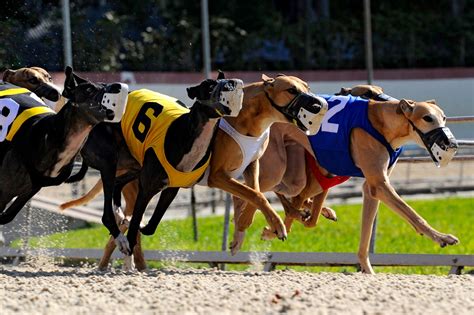 Dog Racing Could Be Coming To An End In This State - Three Million Dogs