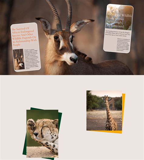 African Wildlife Foundation :: Behance