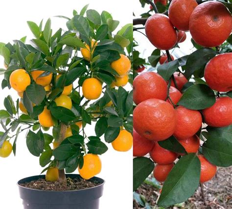 Buy 20+ Mandarin Orange Tree Dwarf Edible Fruit Citrus Fruit Outdoor s Bonsai Online at ...