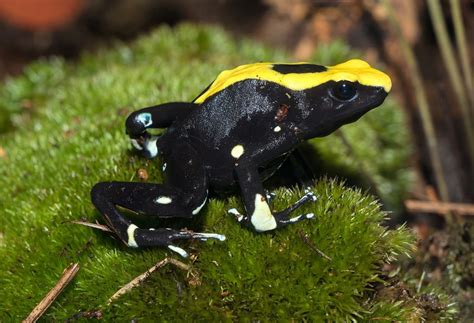 Dyeing Poison Dart Frog (Dendrobates tinctorius)