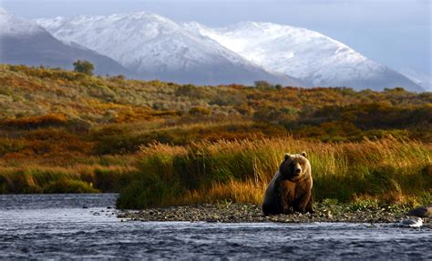 Bear and Wildlife Exclusive Search Tour for Icy Strait, AK Cruises