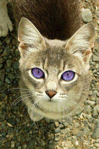 Lilac eyes Animals And Pets, Baby Animals, Funny Animals, Cute Animals ...