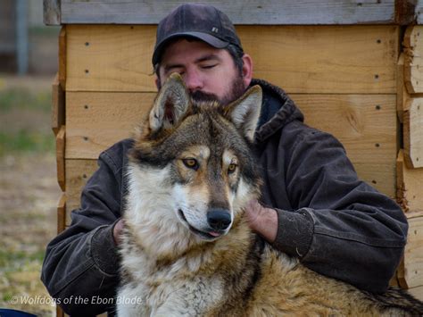 Wolfdog, or Hybrid? — Wolfdogs of the Ebon Blade