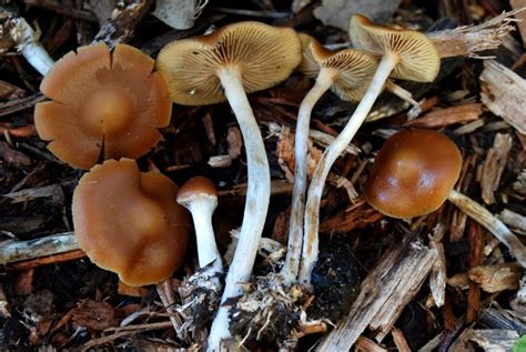 Wavy Caps (Psilocybe cyanescens) | Fungus Federation of Santa Cruz