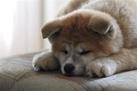 Akita Inu: MUST Know Things Before Getting One | DoggOwner