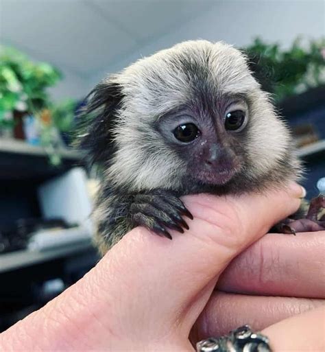 marmoset monkey for sale michigan - Audra Cheung