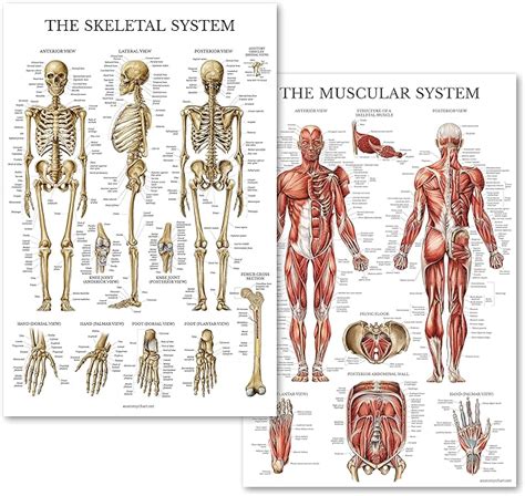 Amazon.com: Muscular & Skeletal System Anatomical Poster Set ...