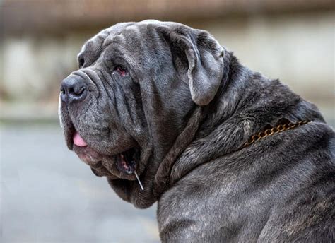 Neapolitan mastiff: Dog breed characteristics & care