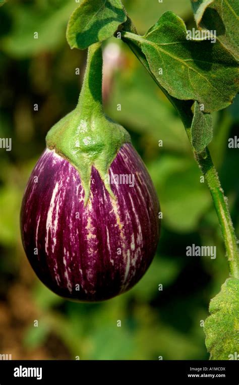 egg plant vs brinjal