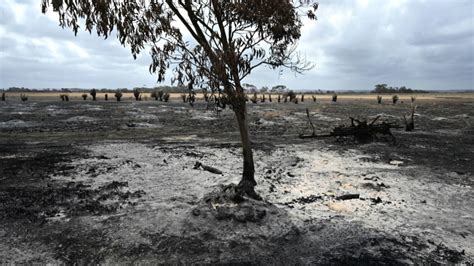 Wildfires burned a fifth of Australia's forests: study | CTV News