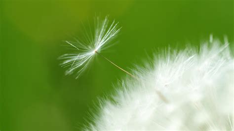 Dandelion Seeds wallpaper | 1920x1080 | #78208