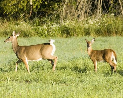 Whitetail Deer Doe And Fawn — Stock Photo © brm1949 #1991300