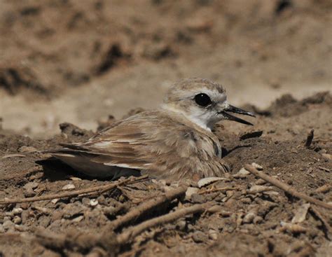 Kentish Plover on nest | BirdForum