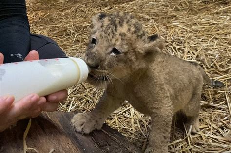 Lion cub Simba born in Singapore via artificial insemination