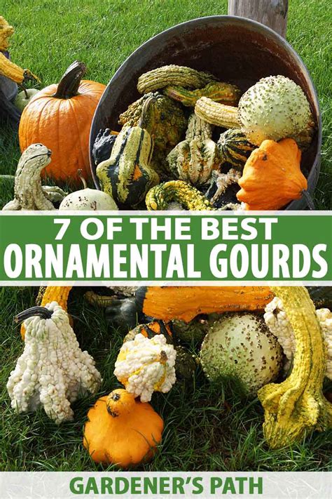 How Many Types of Gourds are There - McKinsey & Company