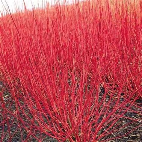 Coral Red Dogwood Shrub | Twig dogwood, Red twig dogwood, Dogwood shrub