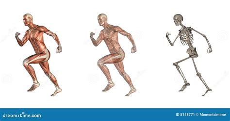 Running Anatomy Stock Illustrations – 2,778 Running Anatomy Stock ...