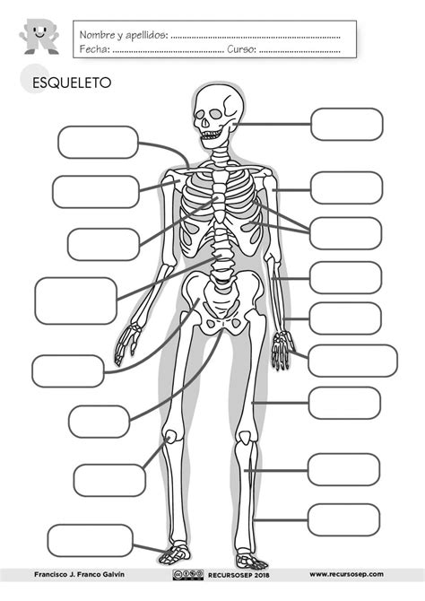 Atividades Sobre Esqueleto Humano - BRAINCP