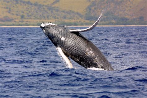 Where to Watch Humpback Whales from Shore Across Hawaii - Hawaii Magazine