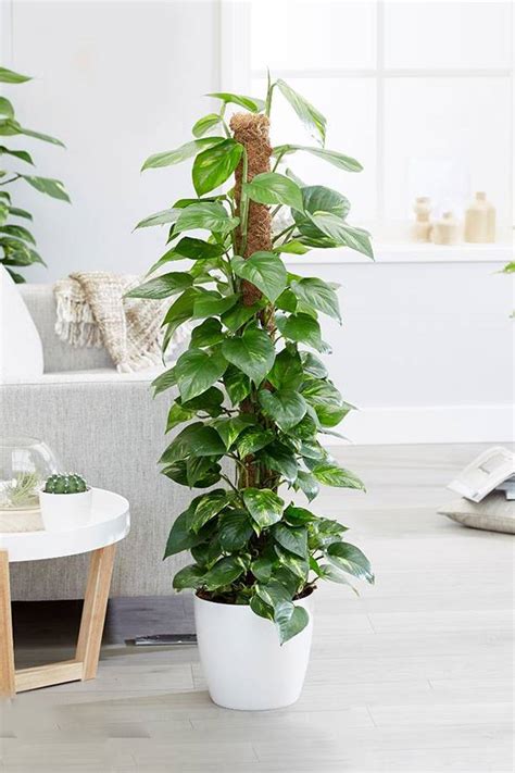 Buy Money Plant Online - Best Prices in UAE | Plantshop.me