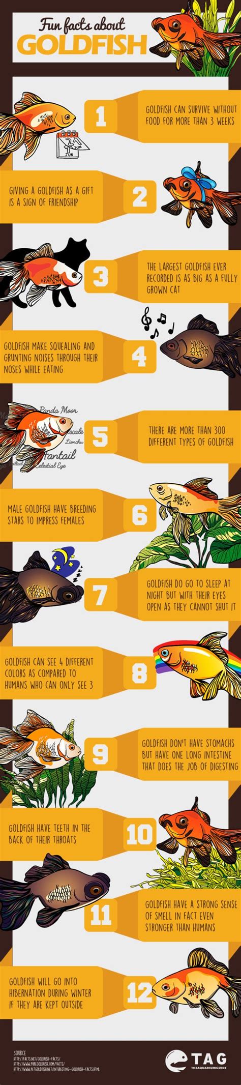 11 Interesting & Fun Facts About Goldfish [Infographic]