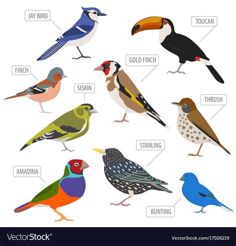 Pet birds collection breeds icon set flat style Vector Image