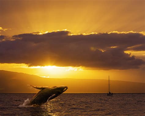 Breaching Humpback Whale in Maui – Photography by Brian Luke Seaward