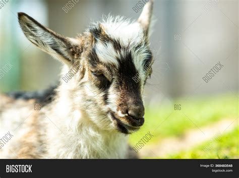 Young Kid Goat On Farm Image & Photo (Free Trial) | Bigstock