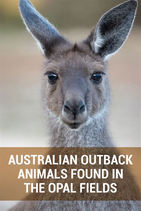 A List Of Australian Outback Animals Found In The Opal Fields | Opal Auctions