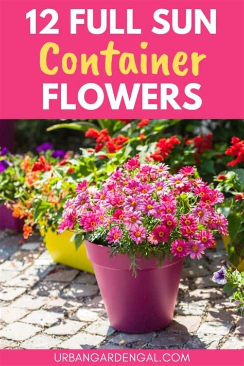 12 Full Sun Container Flowers - Urban Garden Gal