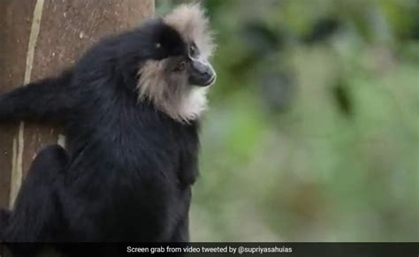 Bureaucrat Shares Video Of Rare Lion-Tailed Monkey, Internet Is Stunned