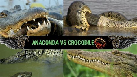 Crocodile Vs Anaconda