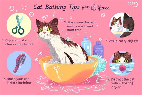 How to Bathe Your Kitten or Adult Cat